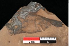 Foto (Detailansicht) von Pinus palaeostrobus Ettingshausen (NHMW-GEO-2024-0188-0196)